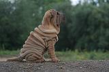 SHAR-PEI 796